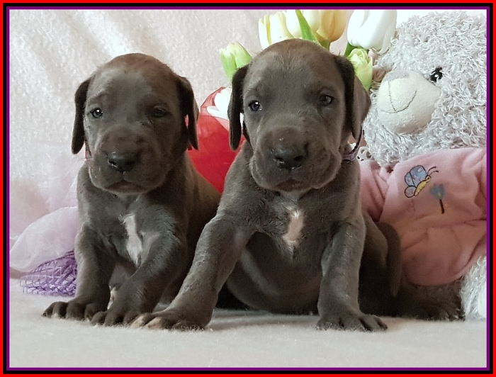 Litter Q - 3 weeks